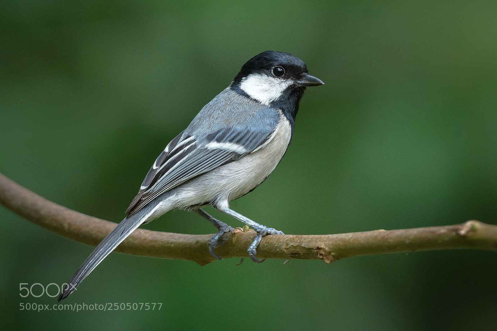 Nikon D500 sample photo. Great tit photography