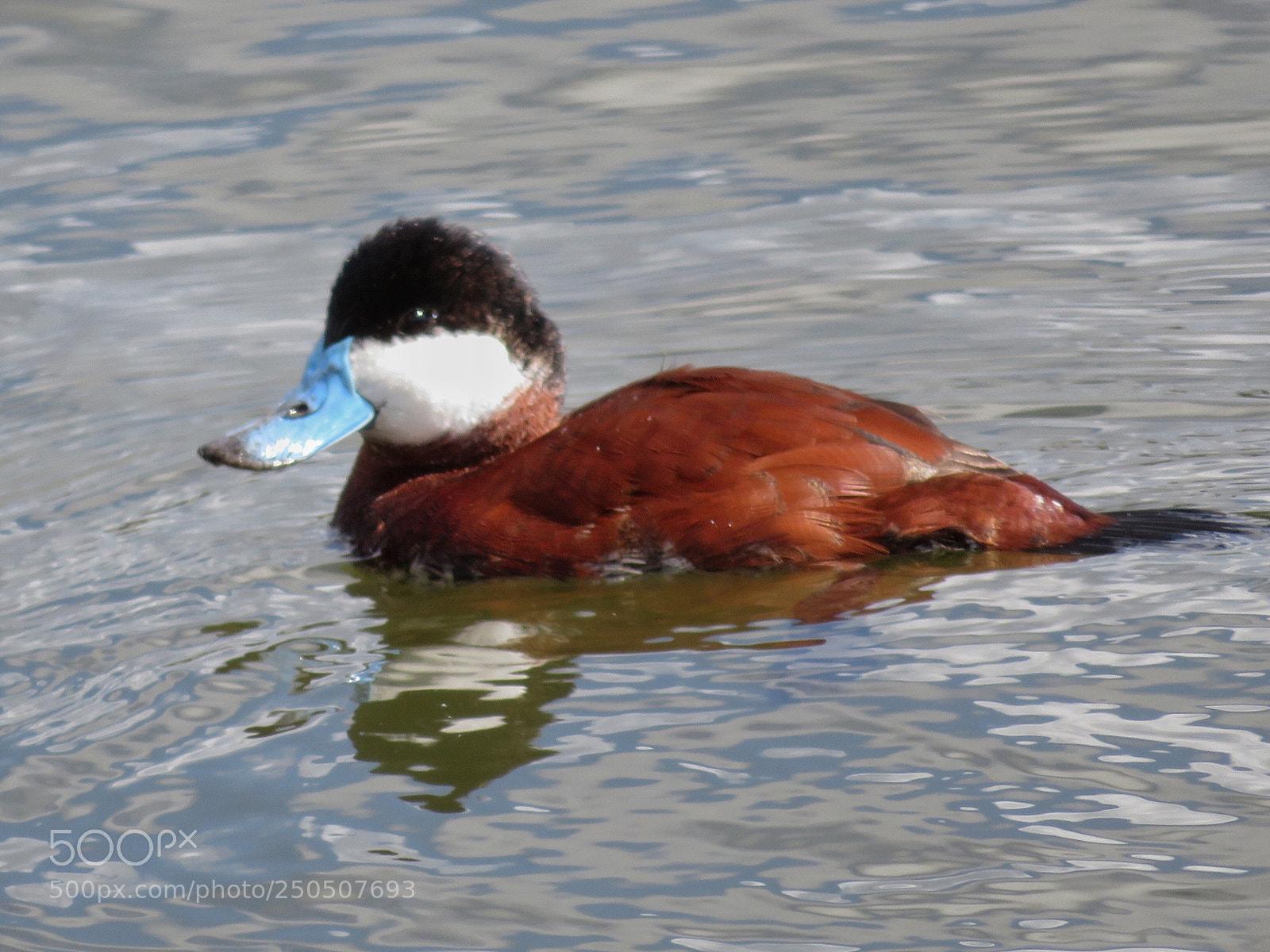 Canon PowerShot SX720 HS sample photo. Ruddy duck photography