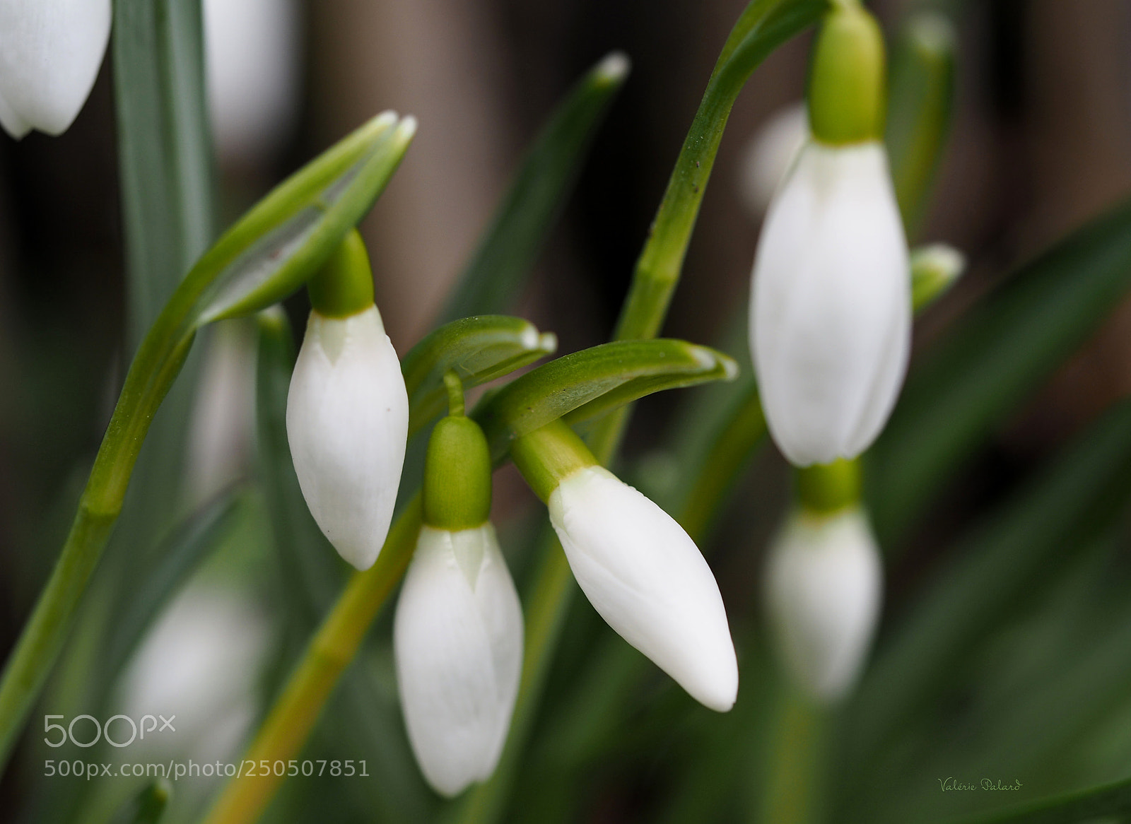 Olympus OM-D E-M5 II sample photo. Perce-neige photography