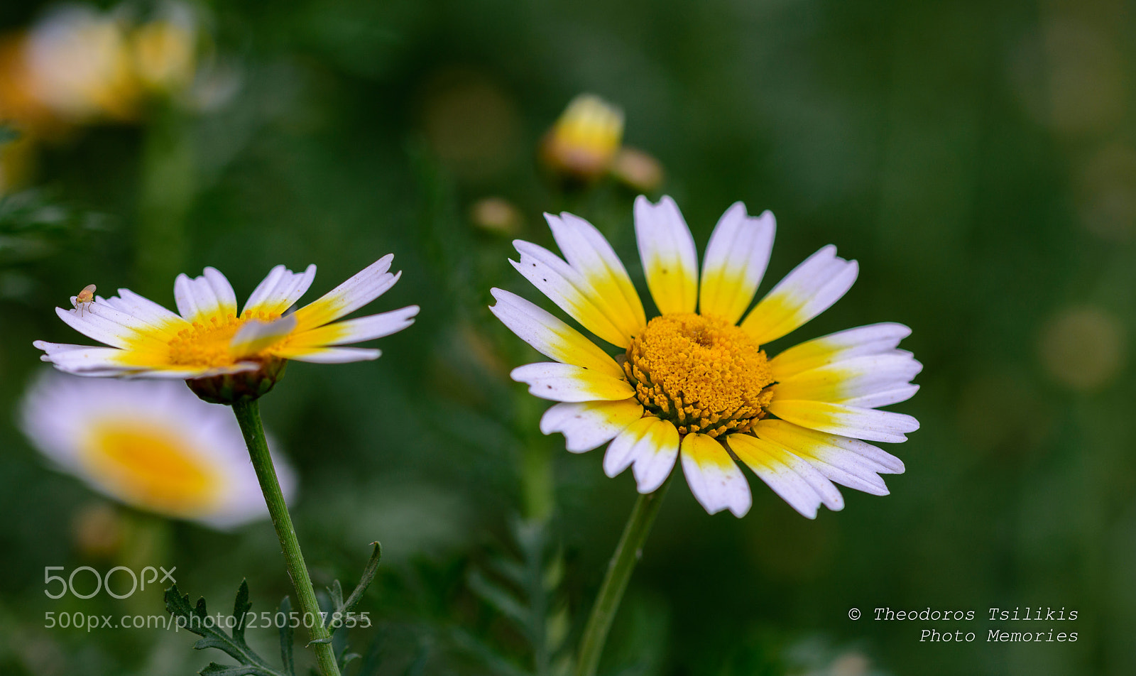 Nikon D7200 sample photo. Wild nature photography