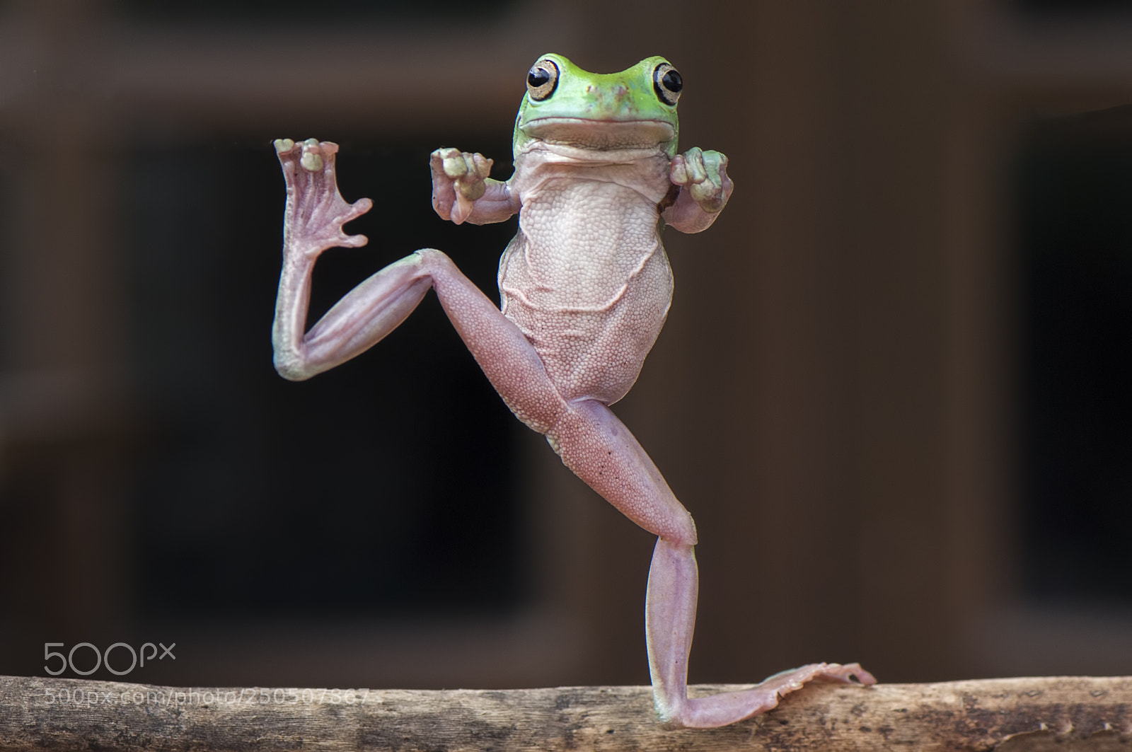 Nikon D90 sample photo. Dancing frog photography