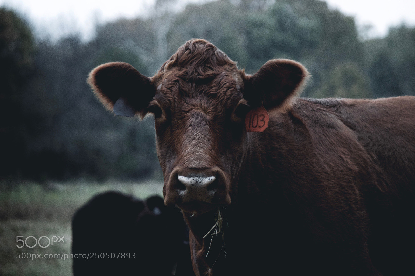 Canon EOS 600D (Rebel EOS T3i / EOS Kiss X5) sample photo. Cow photography