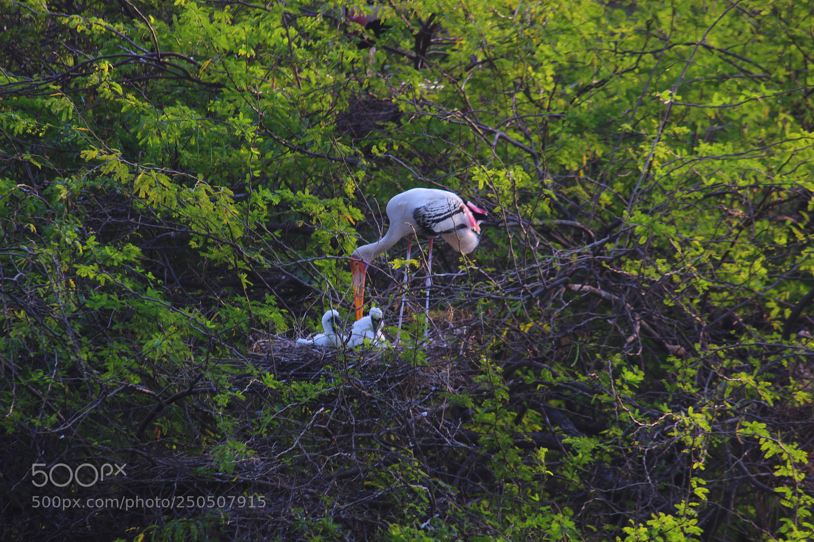 Canon EF-S 55-250mm F4-5.6 IS II sample photo. Parental care is most photography