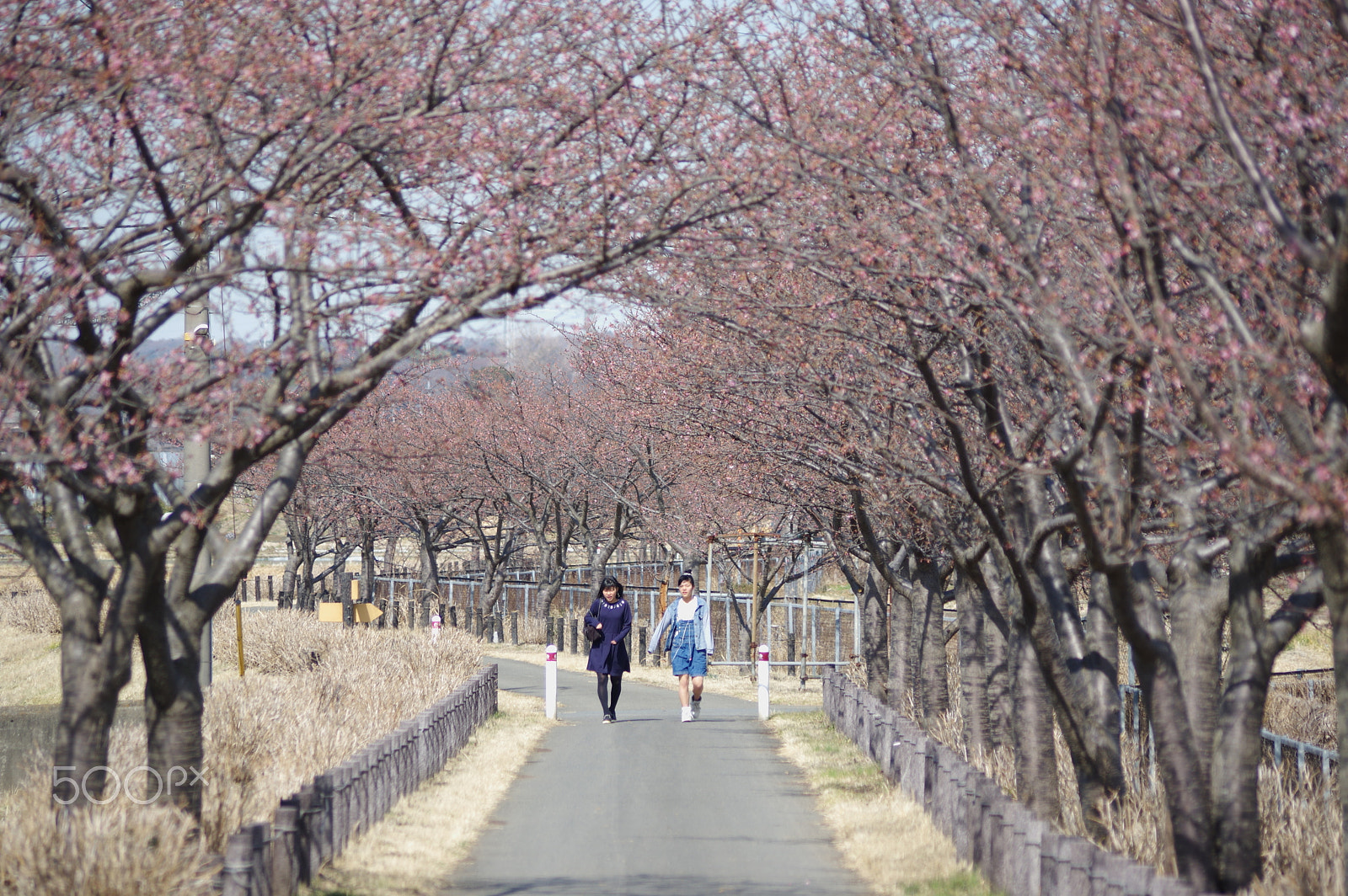 smc PENTAX-DA L 55-300mm F4-5.8 ED sample photo. 春の通学路　the way to
 school photography