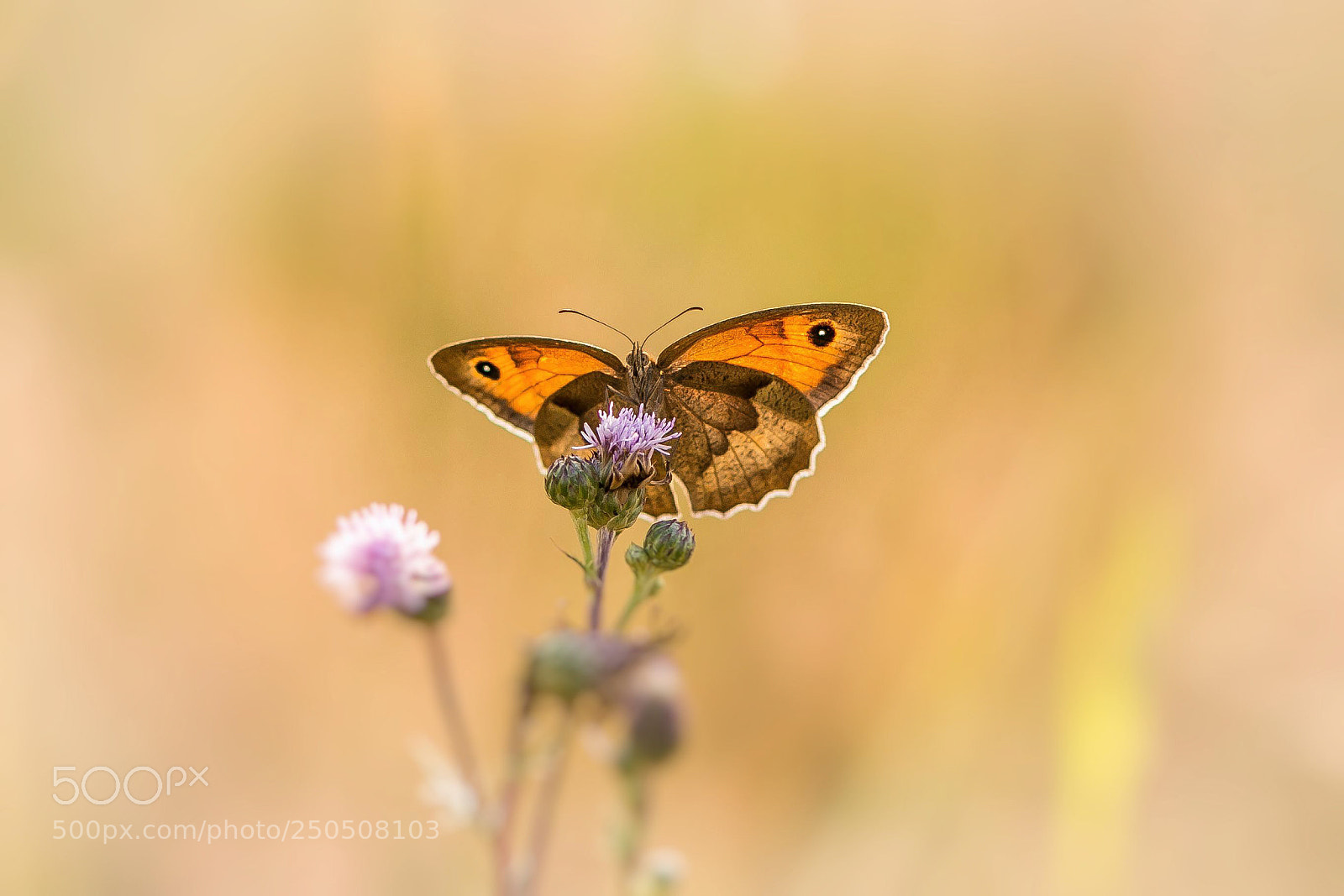 Canon EOS 70D sample photo. Fly away photography