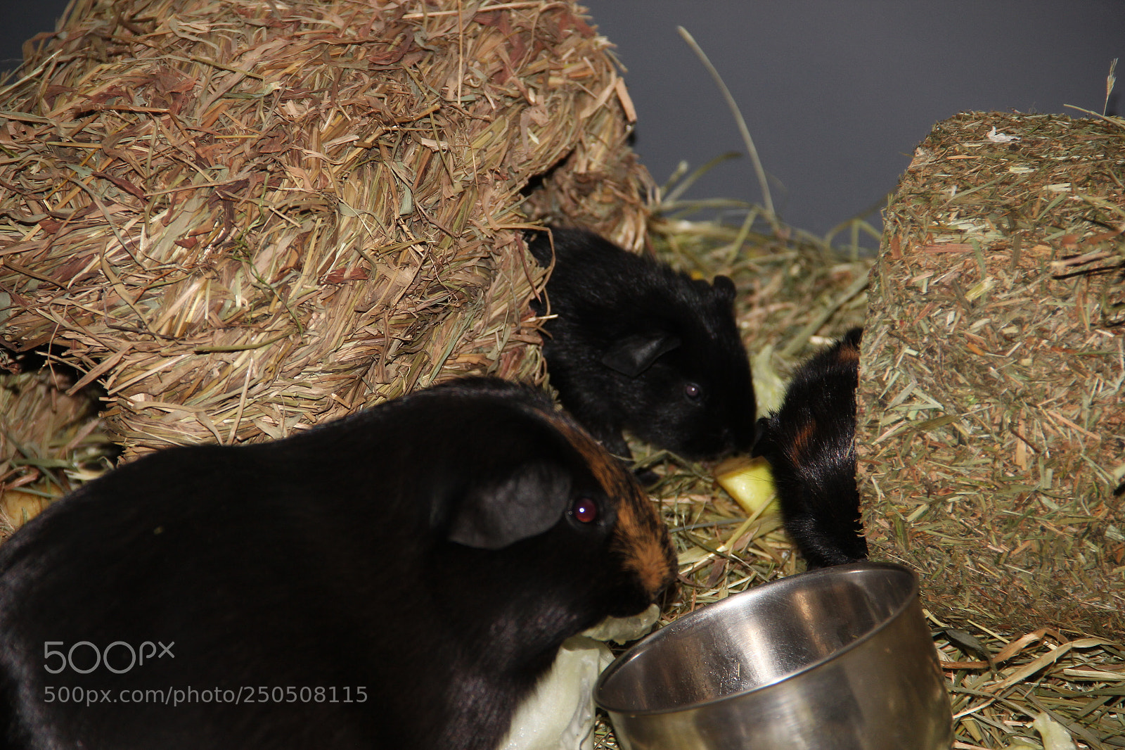 Canon EF-S 18-135mm F3.5-5.6 IS sample photo. Pet8 photography