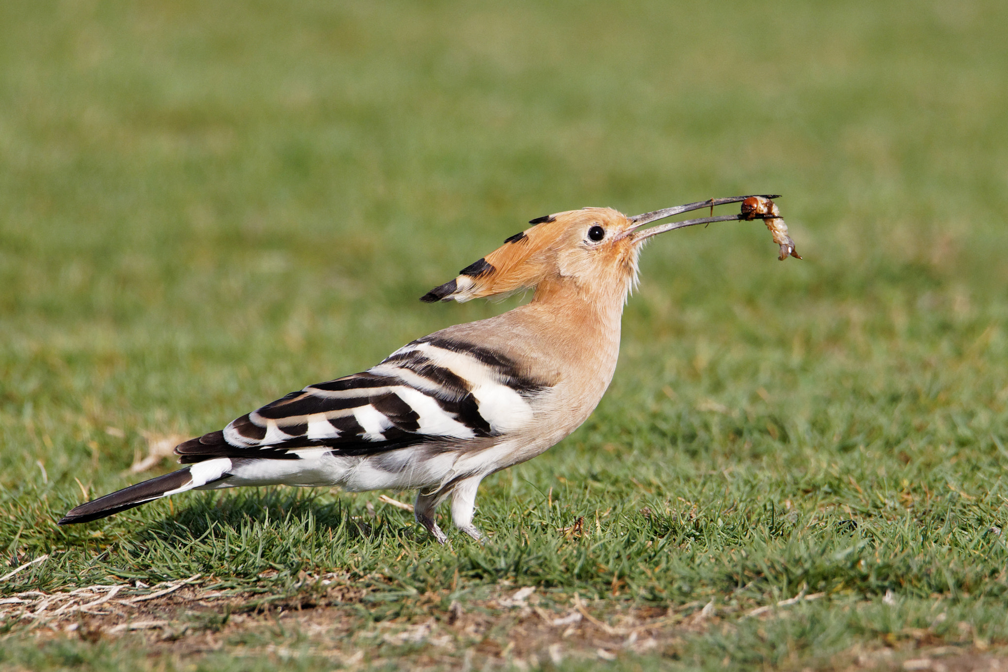 Canon EOS 5D Mark IV sample photo. Birdwatching: meal time v. photography