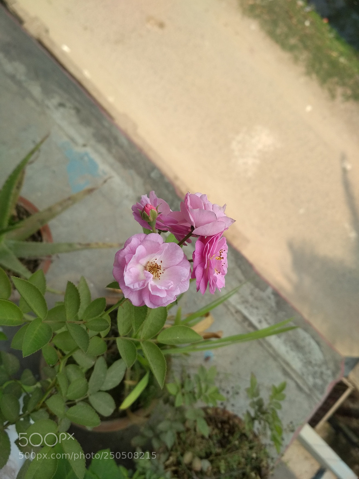 Xiaomi Redmi 4X sample photo. Flowers... photography