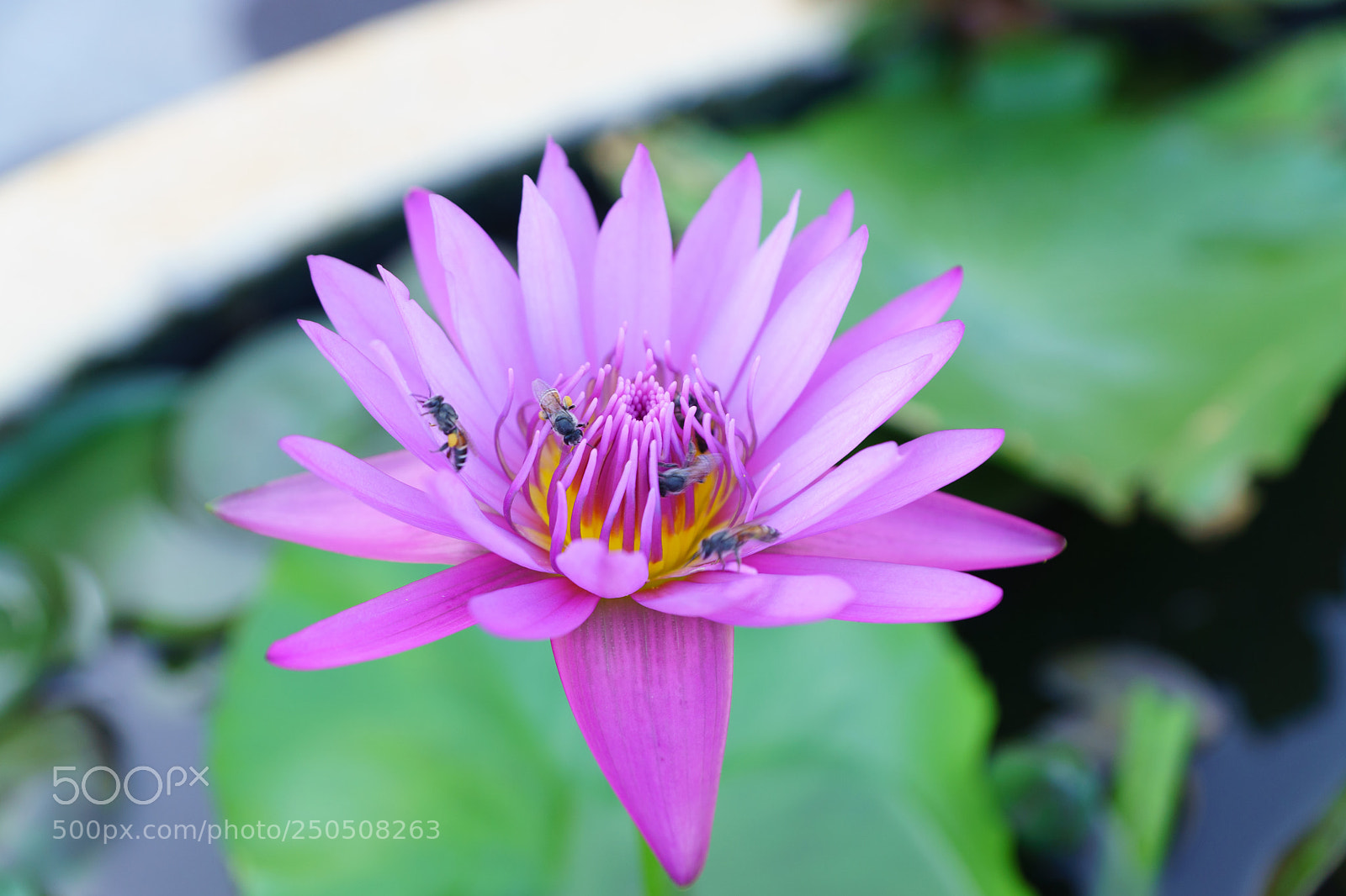 Sony ILCA-77M2 sample photo. Lotus photography