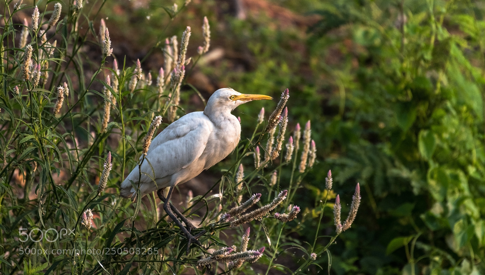 Nikon D810 sample photo. Egret watching the sunrise photography