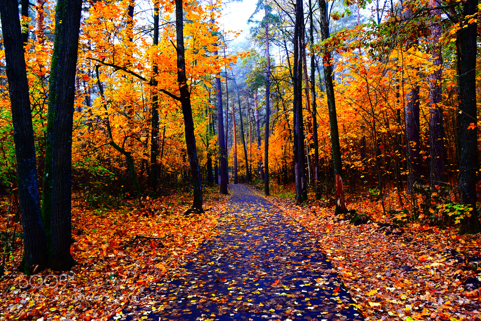 Nikon D3300 sample photo. Golden autumn photography
