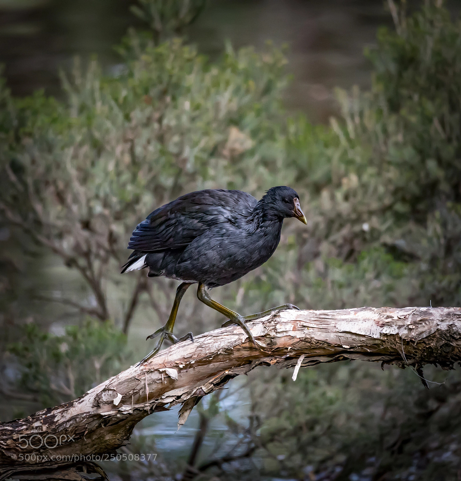 Canon EOS 5D Mark IV sample photo. Eurasian coot photography