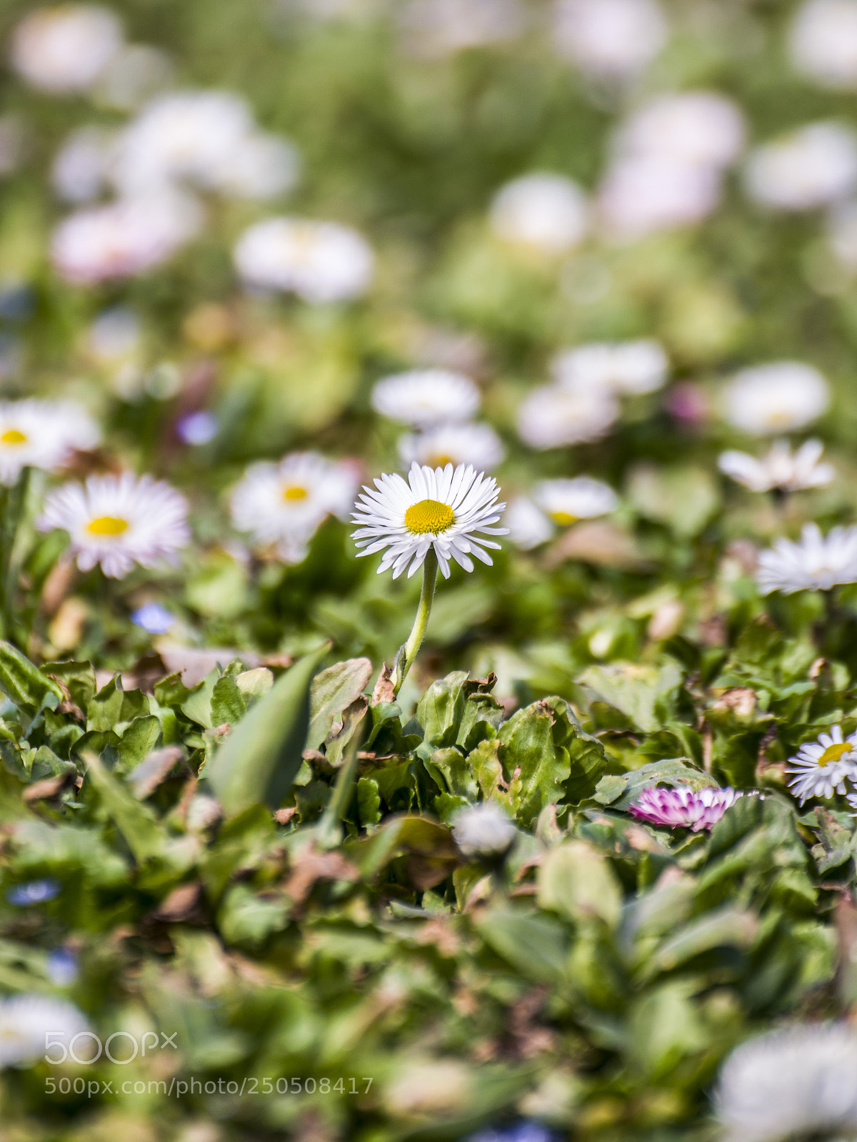 Nikon D5300 sample photo. Spring time photography