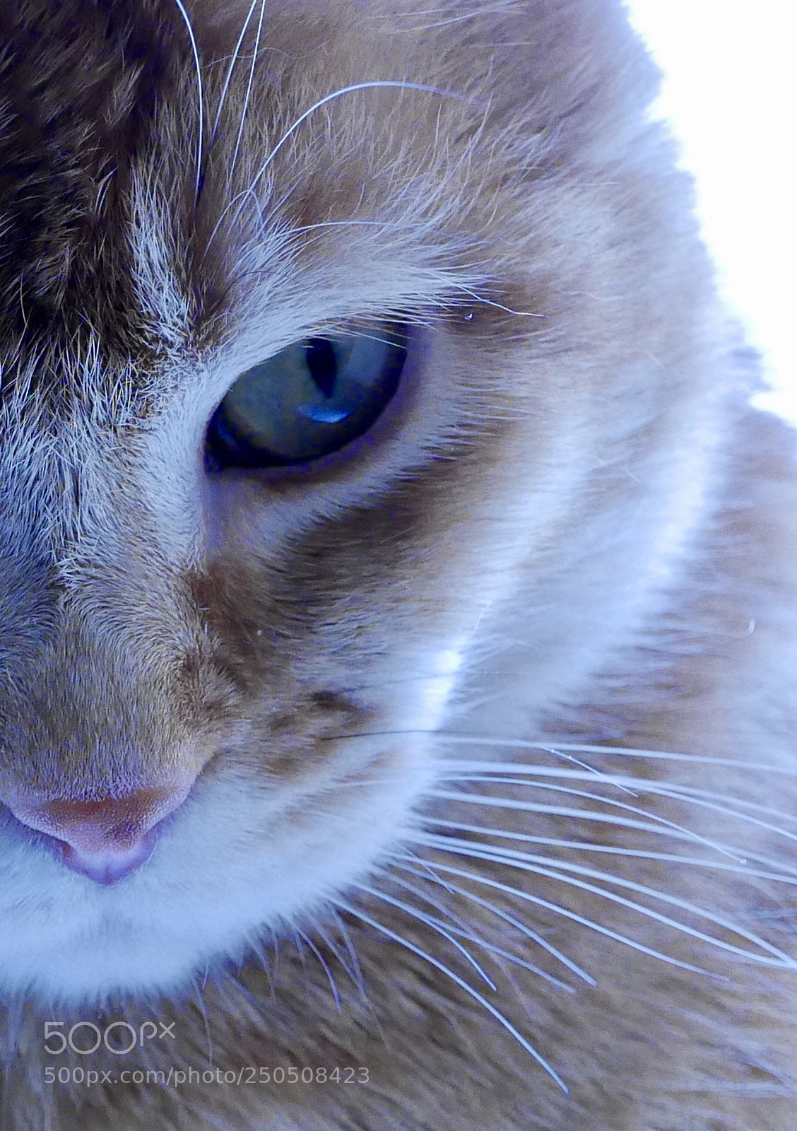 Panasonic Lumix DMC-LX100 sample photo. Looking photography