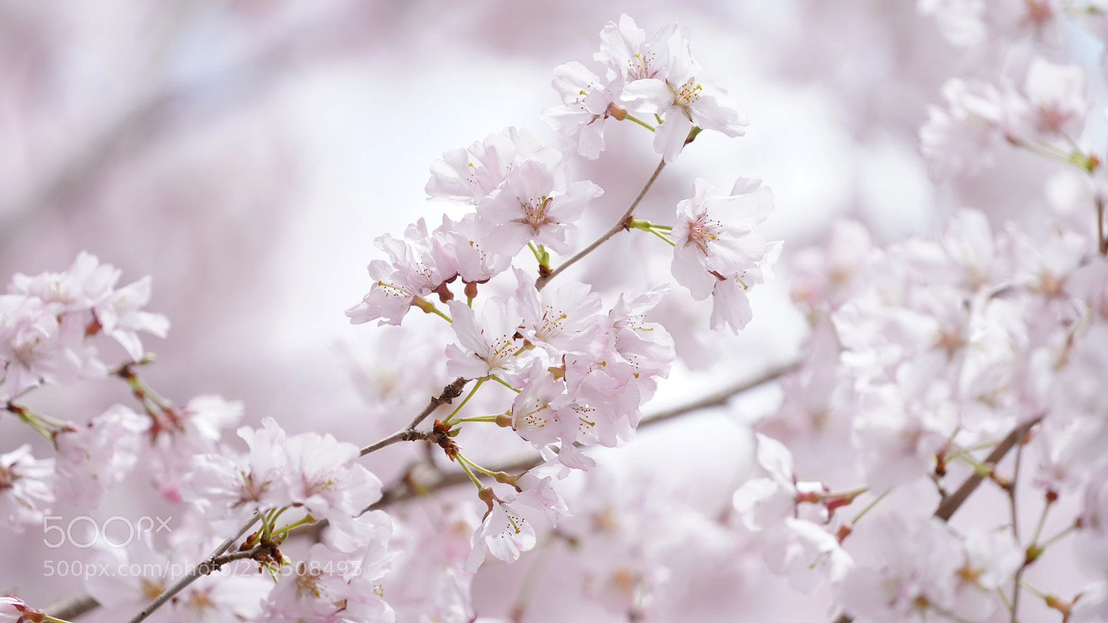 Sony a9 sample photo. Sakura_meguro photography