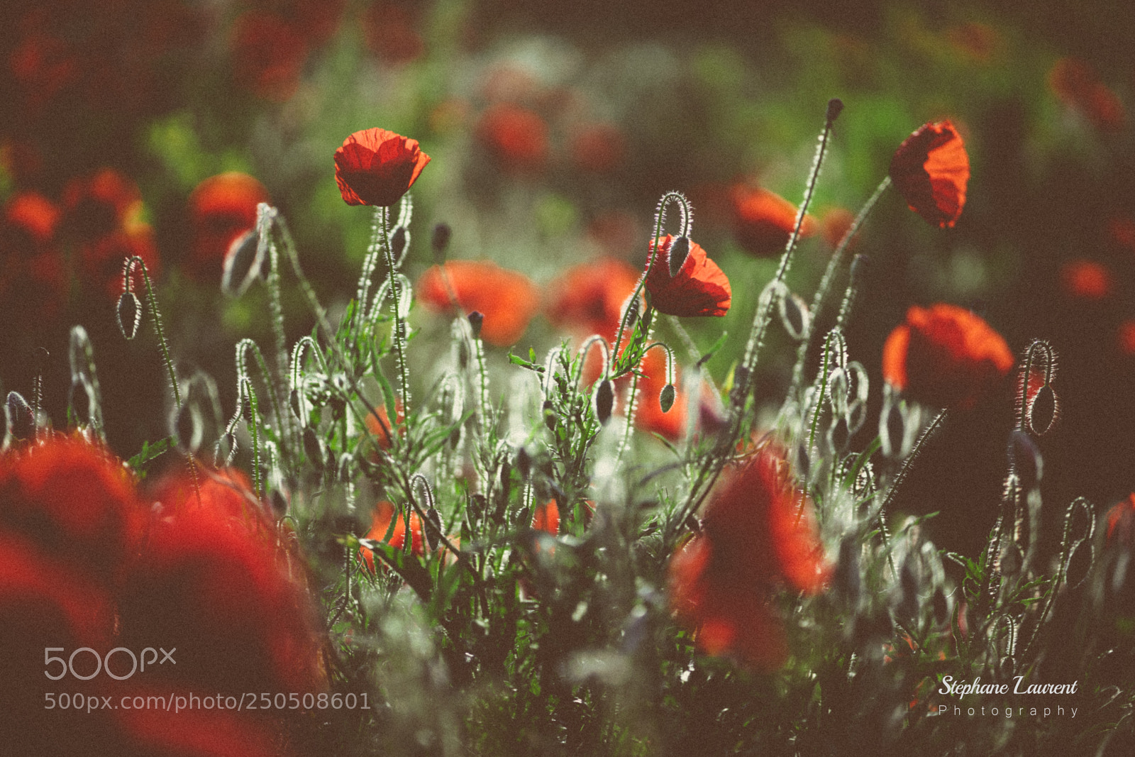 Sony a7 sample photo. Vintage poppies photography