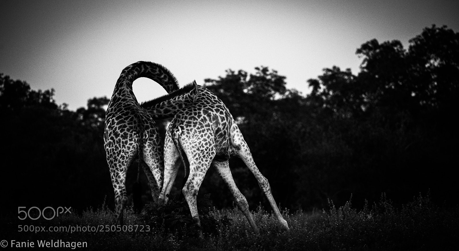 Nikon D5 sample photo. Giraffe fight at sunset photography