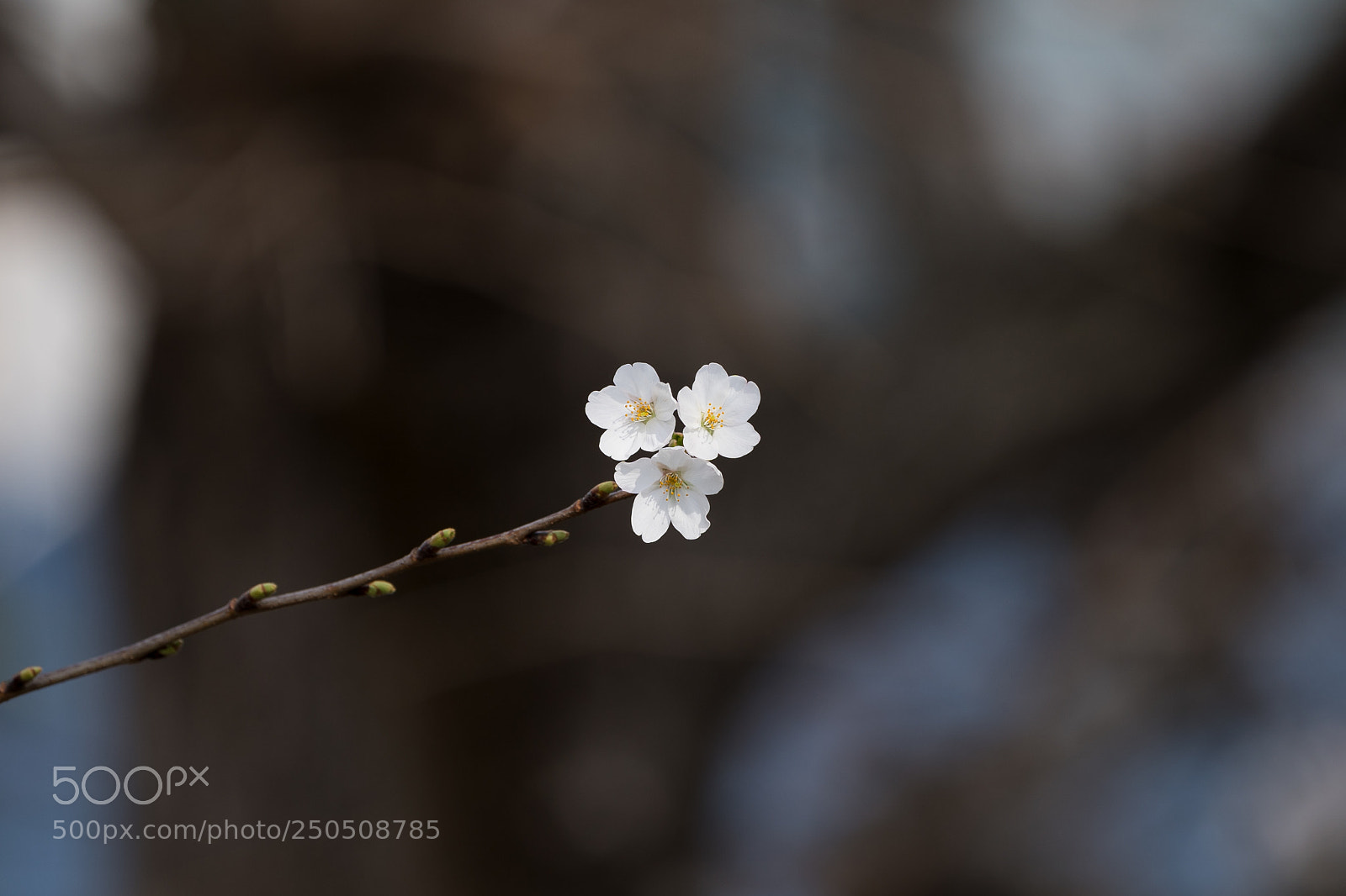 Sony a9 sample photo. Three stars photography