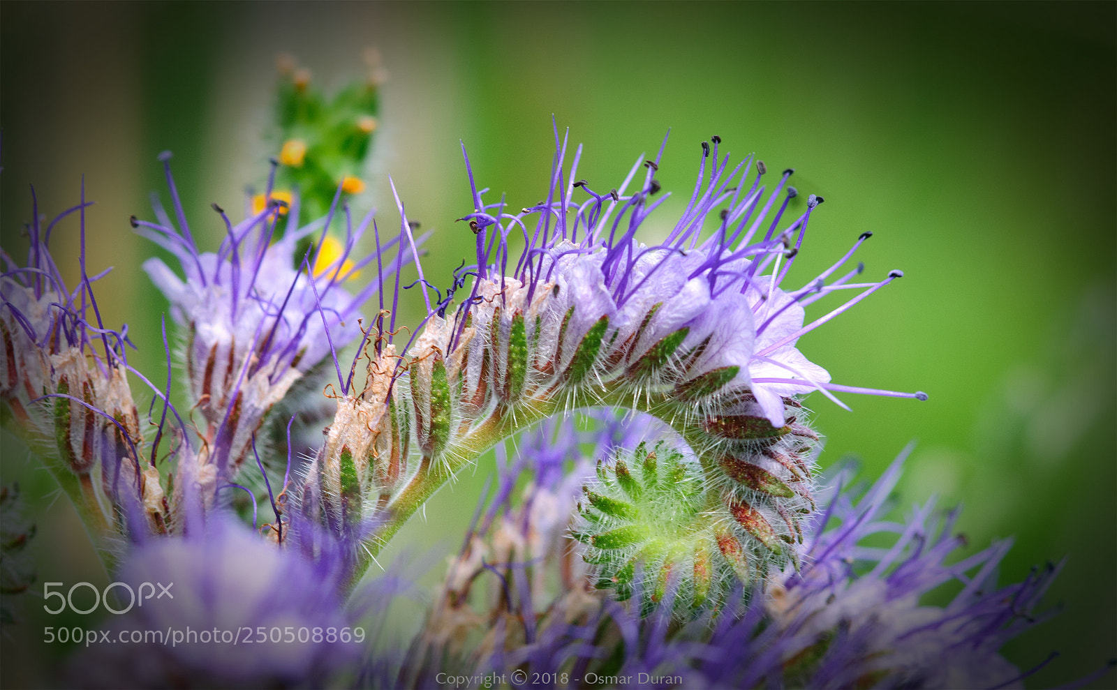 Nikon D300 sample photo. Nature's shapes photography