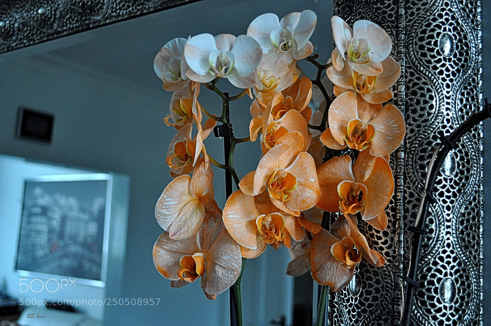 Nikon D5000 sample photo. Orchid photography