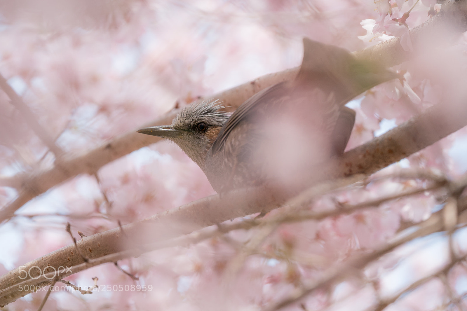 Sony a9 sample photo. Sakura&bird photography