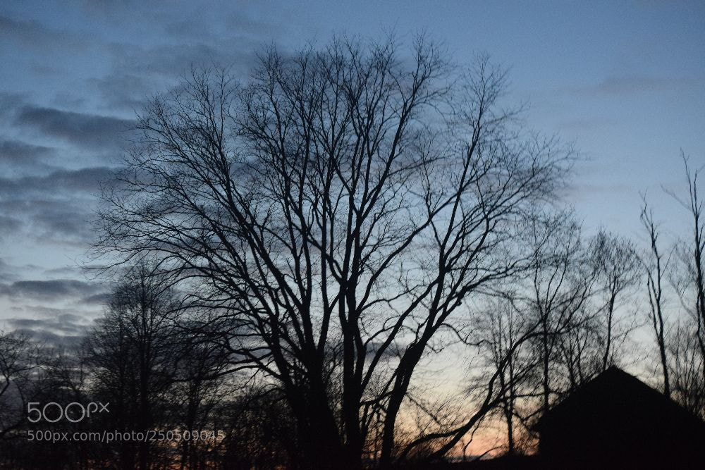 Nikon D3300 sample photo. вечер photography