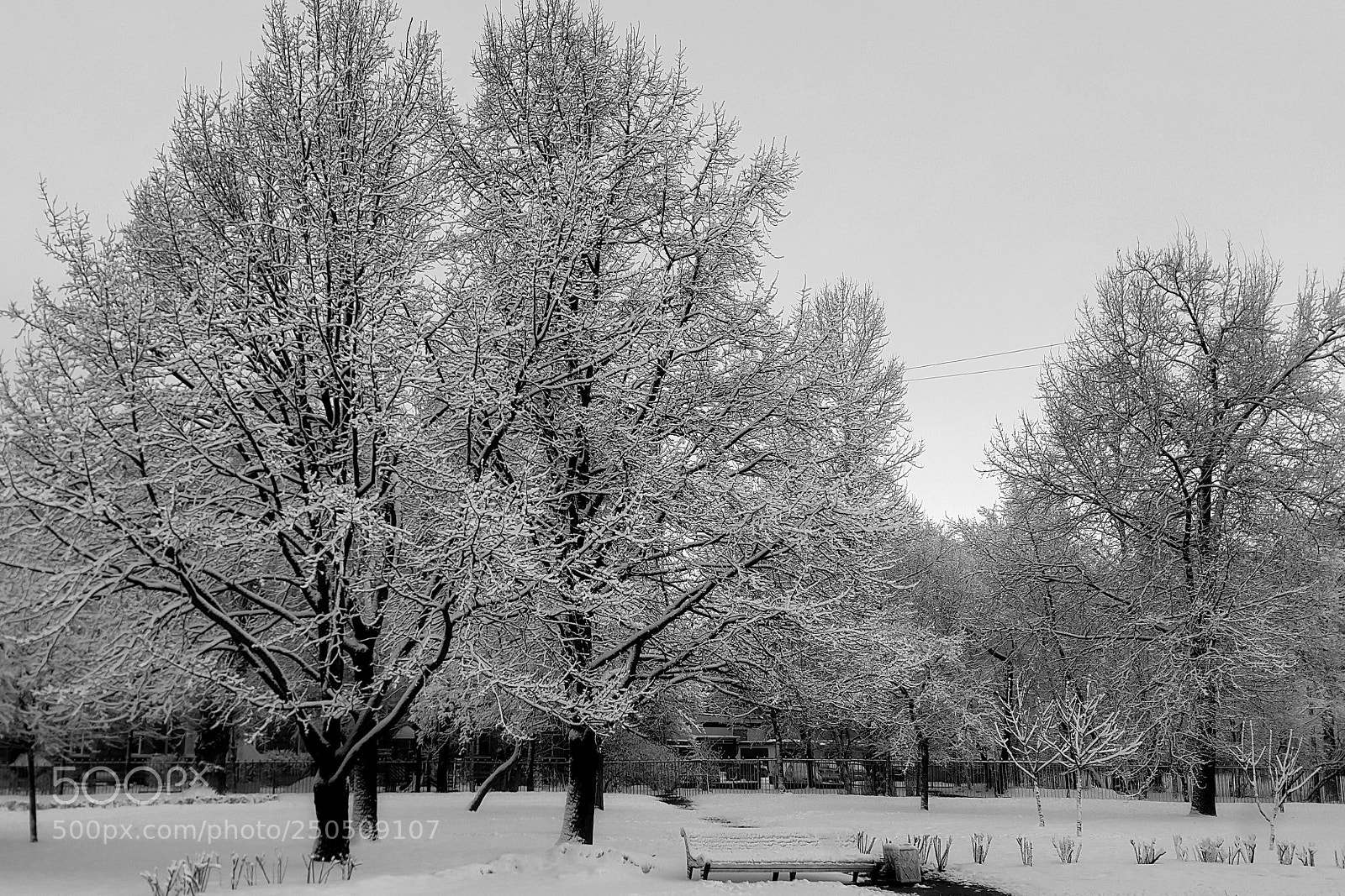 Samsung Galaxy Note4 sample photo. Forest park photography