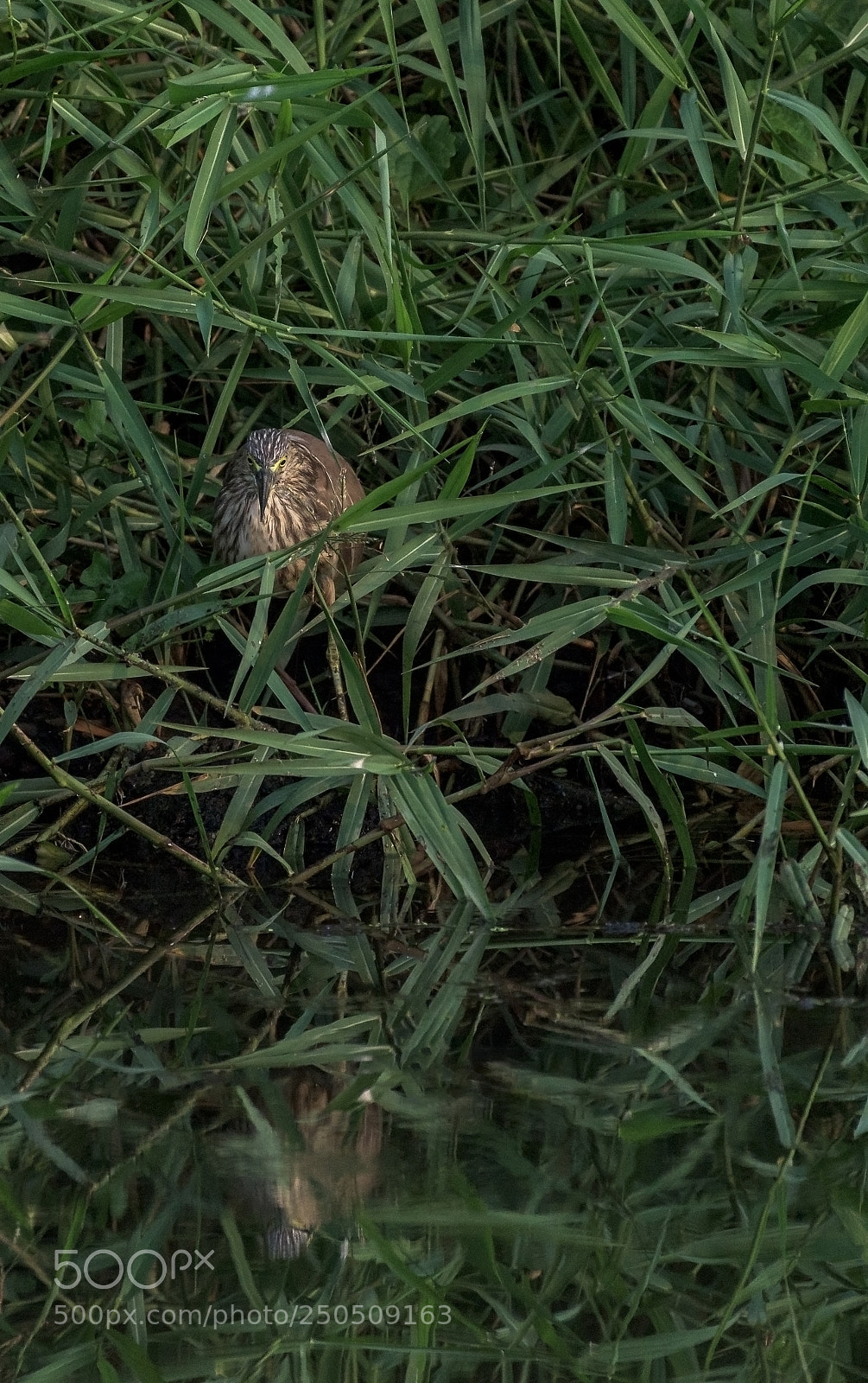 Nikon D810 sample photo. Stalker in the reeds photography