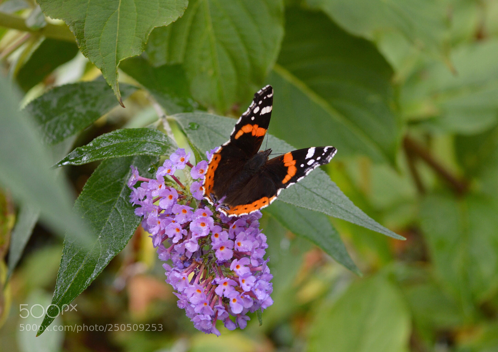 Nikon D3200 sample photo. Butterfly  photography