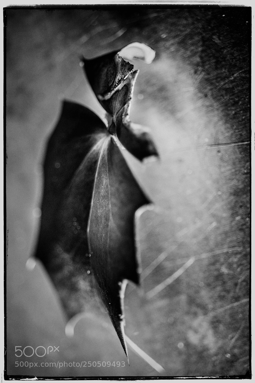 Sony a7 sample photo. Broken leaf abstraction photography