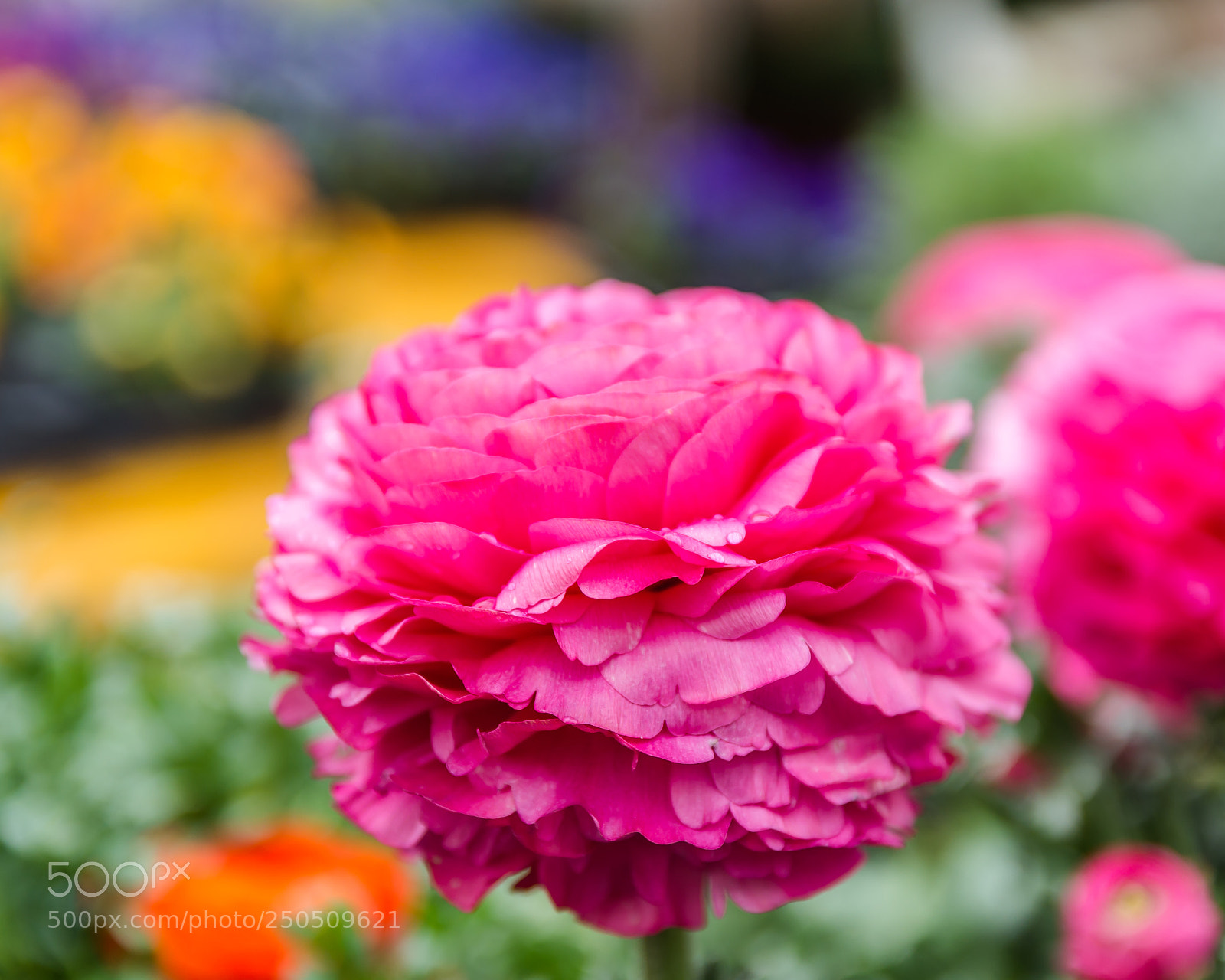 Pentax K-50 sample photo. The blossom of spring photography