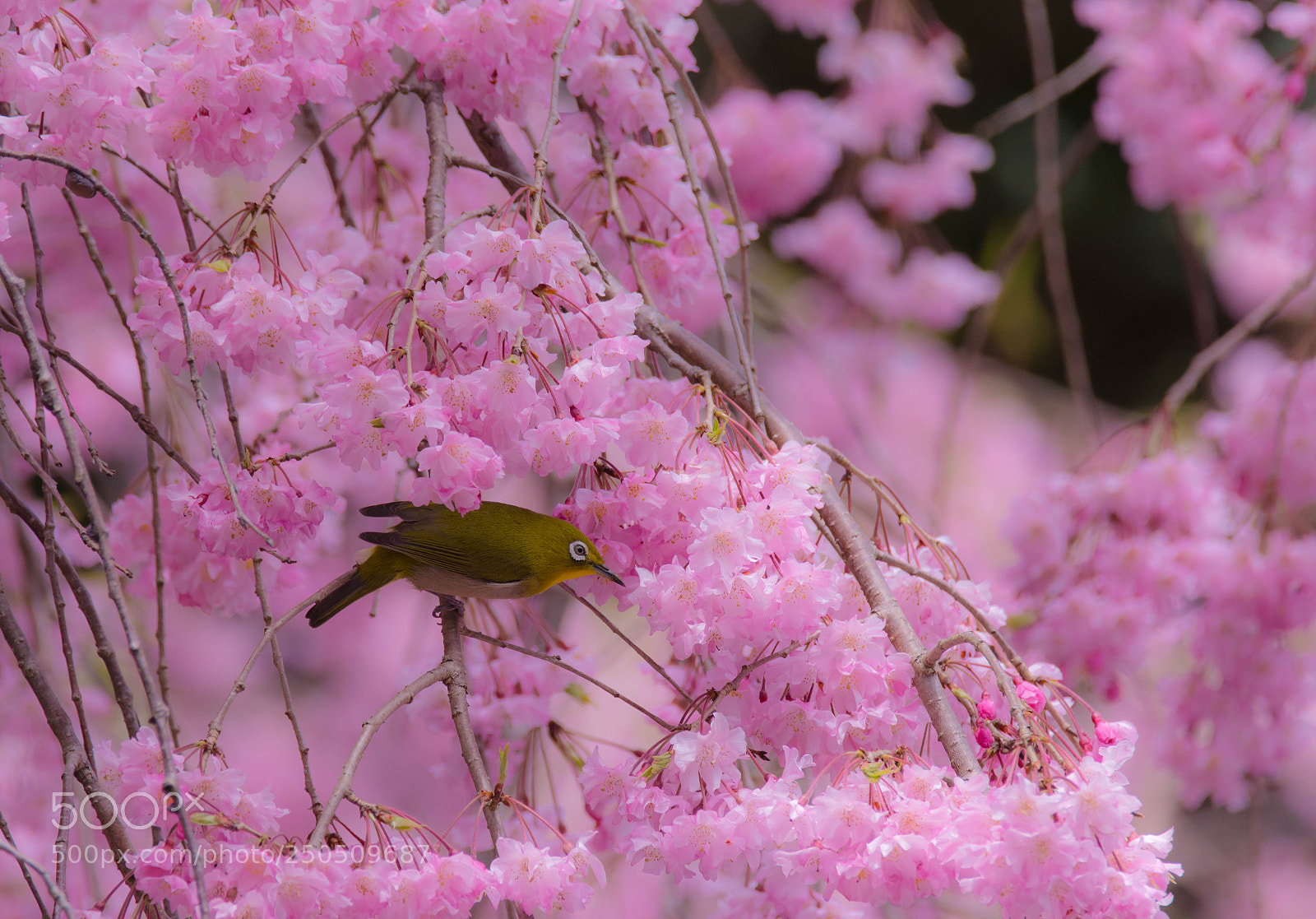 Nikon D7200 sample photo. Japan spring photography