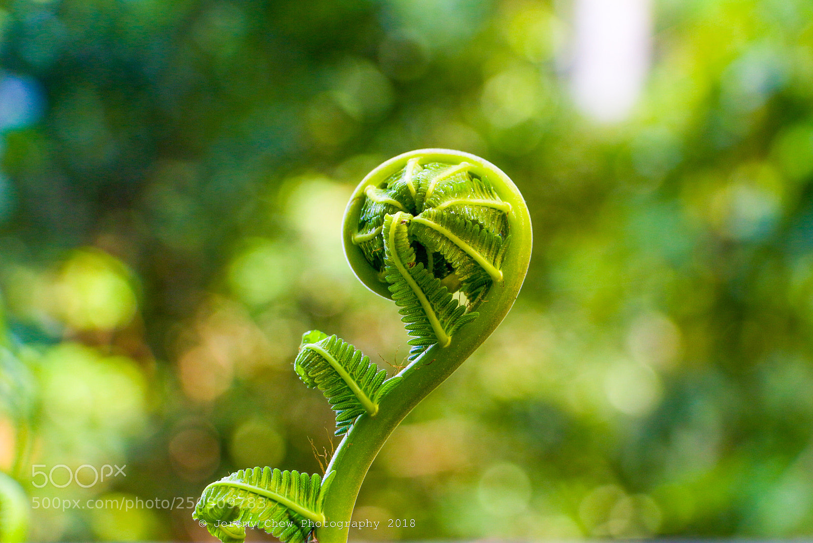Canon EOS 700D (EOS Rebel T5i / EOS Kiss X7i) sample photo. Fern’ly grow photography