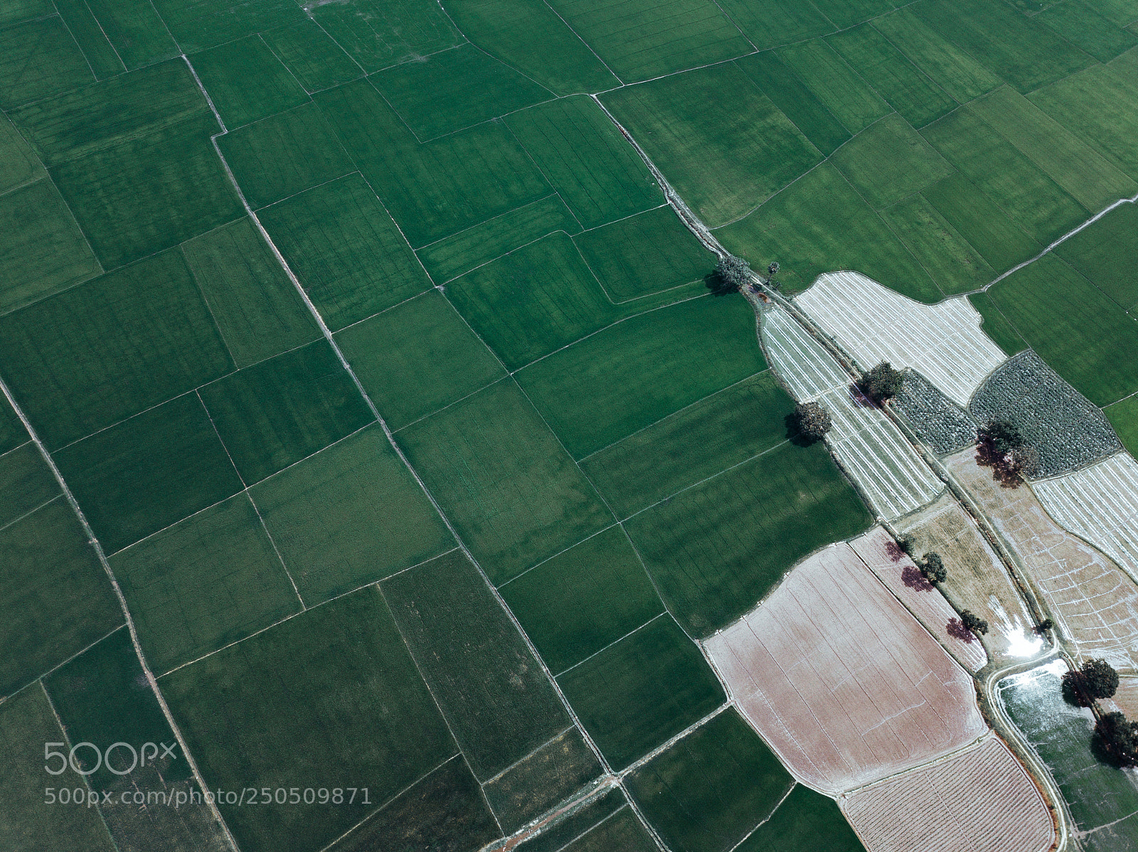 DJI FC220 sample photo. Green fields from above photography