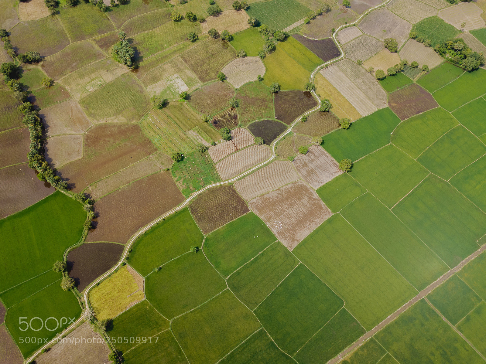 DJI FC220 sample photo. An giang fields photography