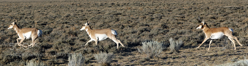 Canon EOS 5D Mark IV sample photo. Pronghorn through the windshield photography