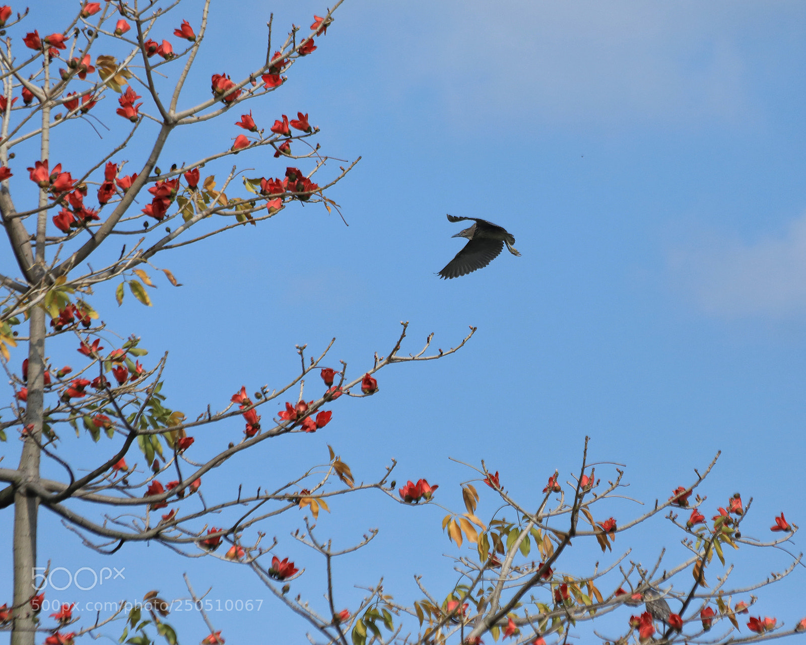 Canon EOS 5D Mark IV sample photo. Flowers and bird photography