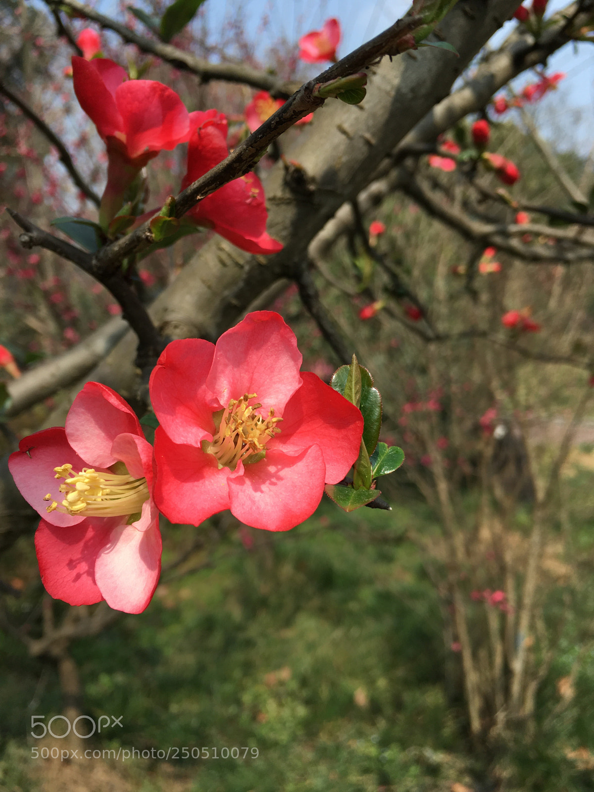 Apple iPhone 6s Plus sample photo. Untitled photography