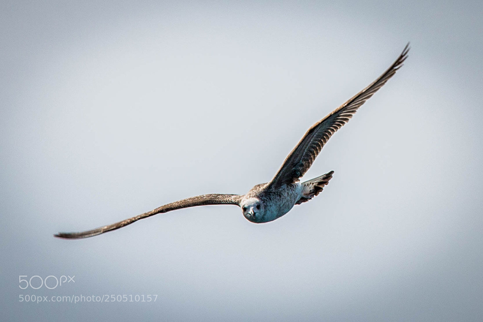 Canon EOS 70D sample photo. In flight photography