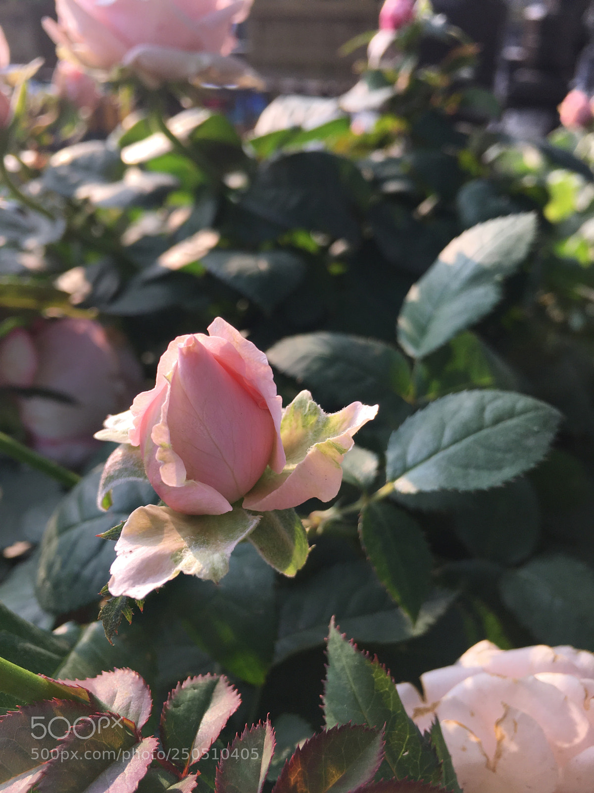 Apple iPhone 6s Plus sample photo. Untitled photography