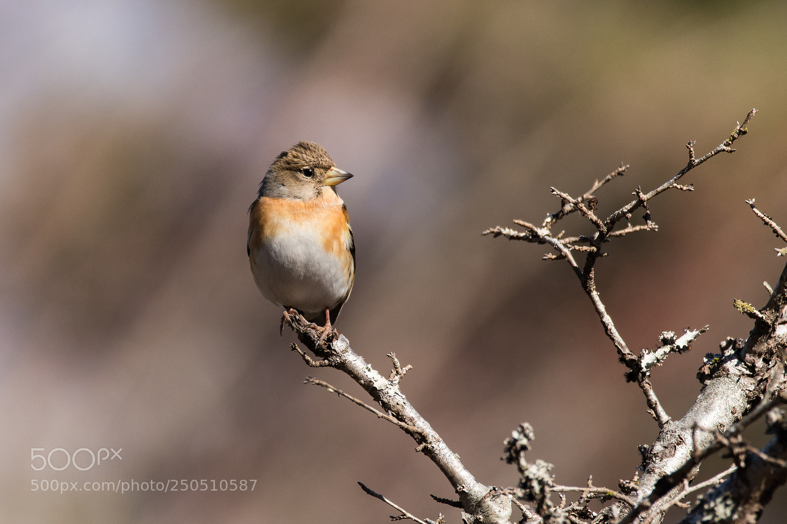 Nikon D500 sample photo. Brambling photography