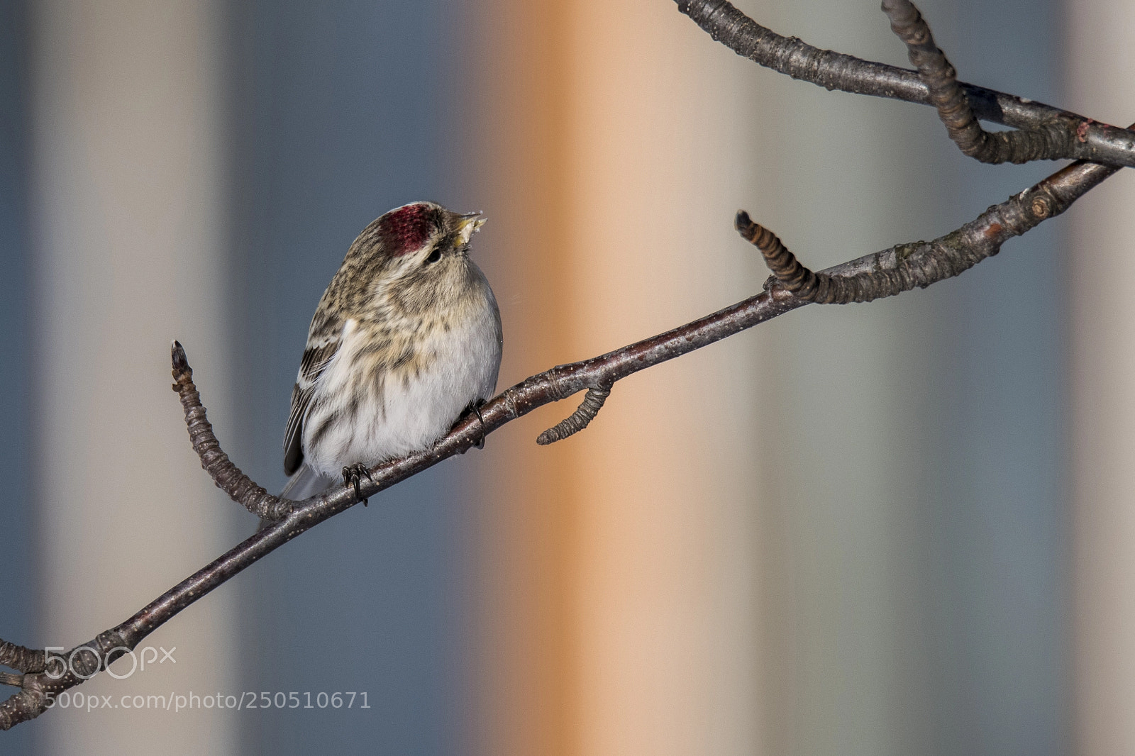 Nikon D850 sample photo. Carduelis flammea - mealy photography