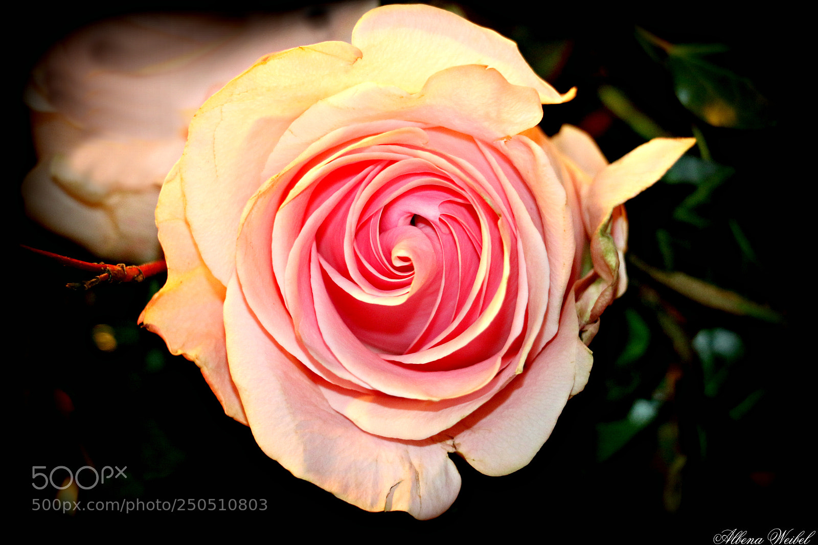 Canon EOS 70D sample photo. Scent in the dark ... photography