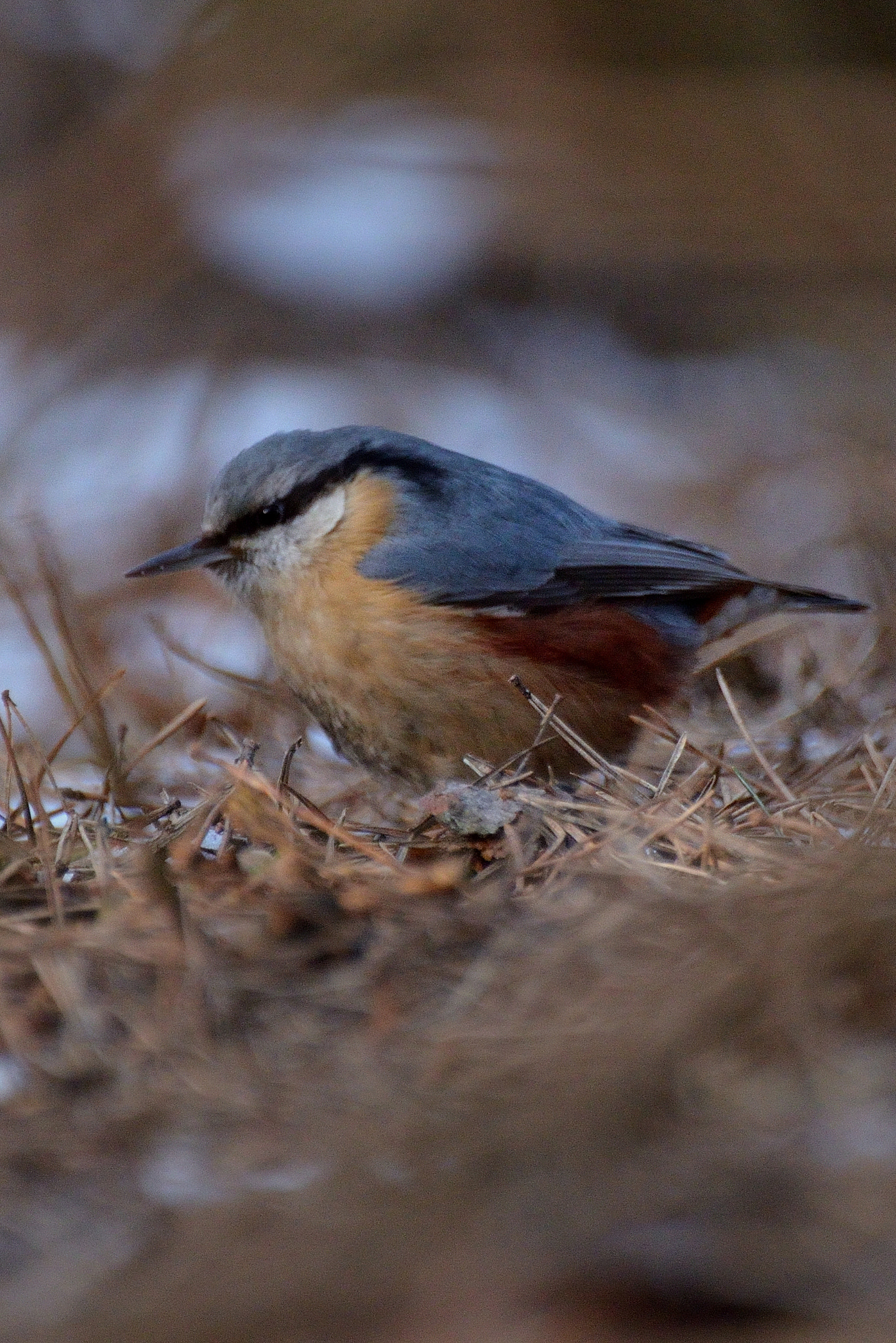 Nikon D5100 sample photo. Eurasian nuthatch photography