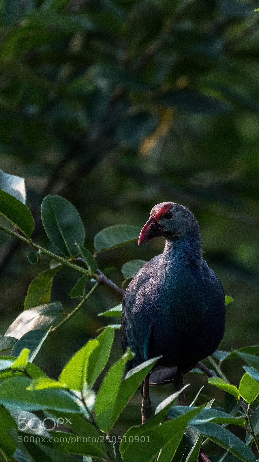 Nikon D810 sample photo. Purple coot in a photography