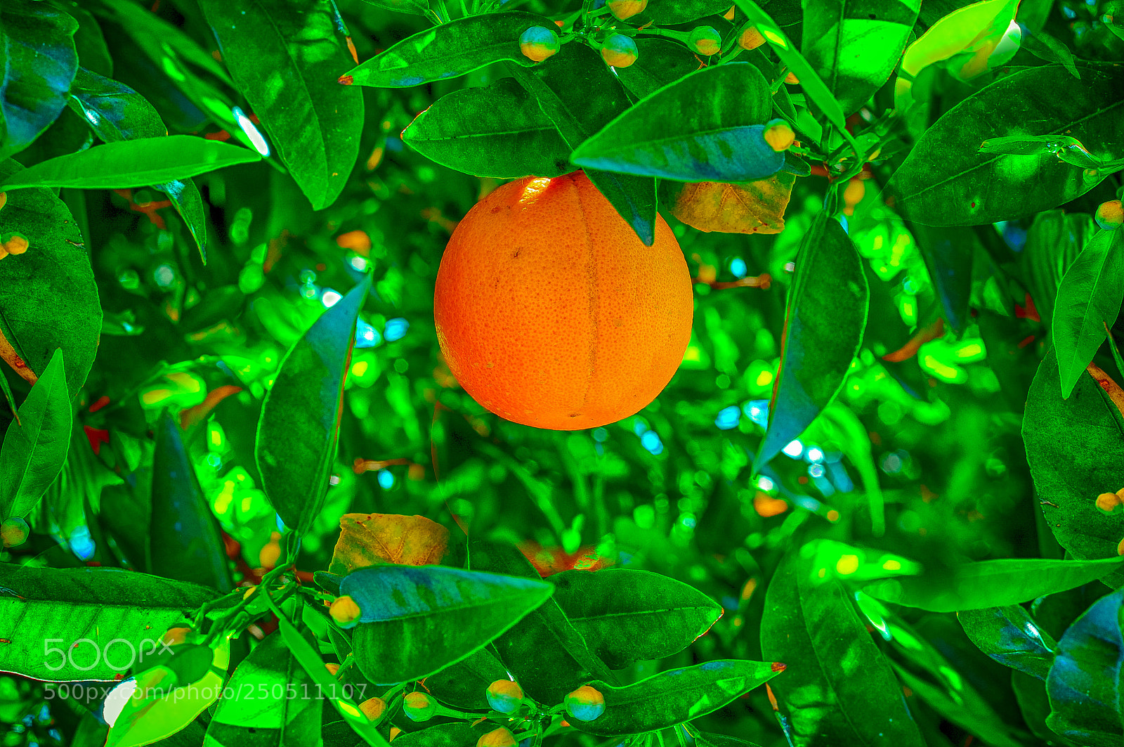 Nikon D300 sample photo. Orange photography