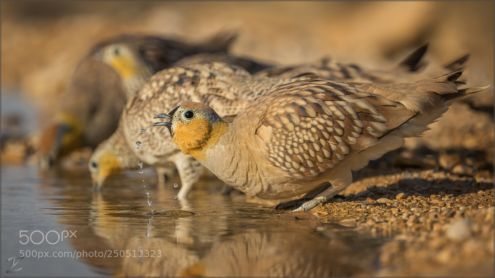 Canon EOS 7D Mark II sample photo. Kronenflughuhn (crowned sandgrouse) photography