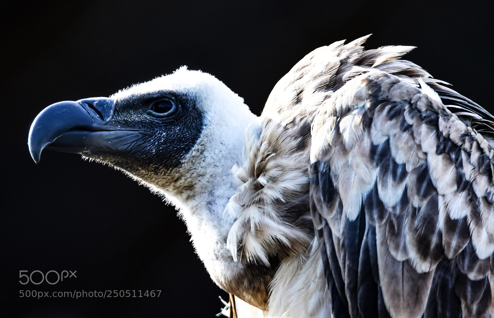 Nikon D3200 sample photo. Raptor photography