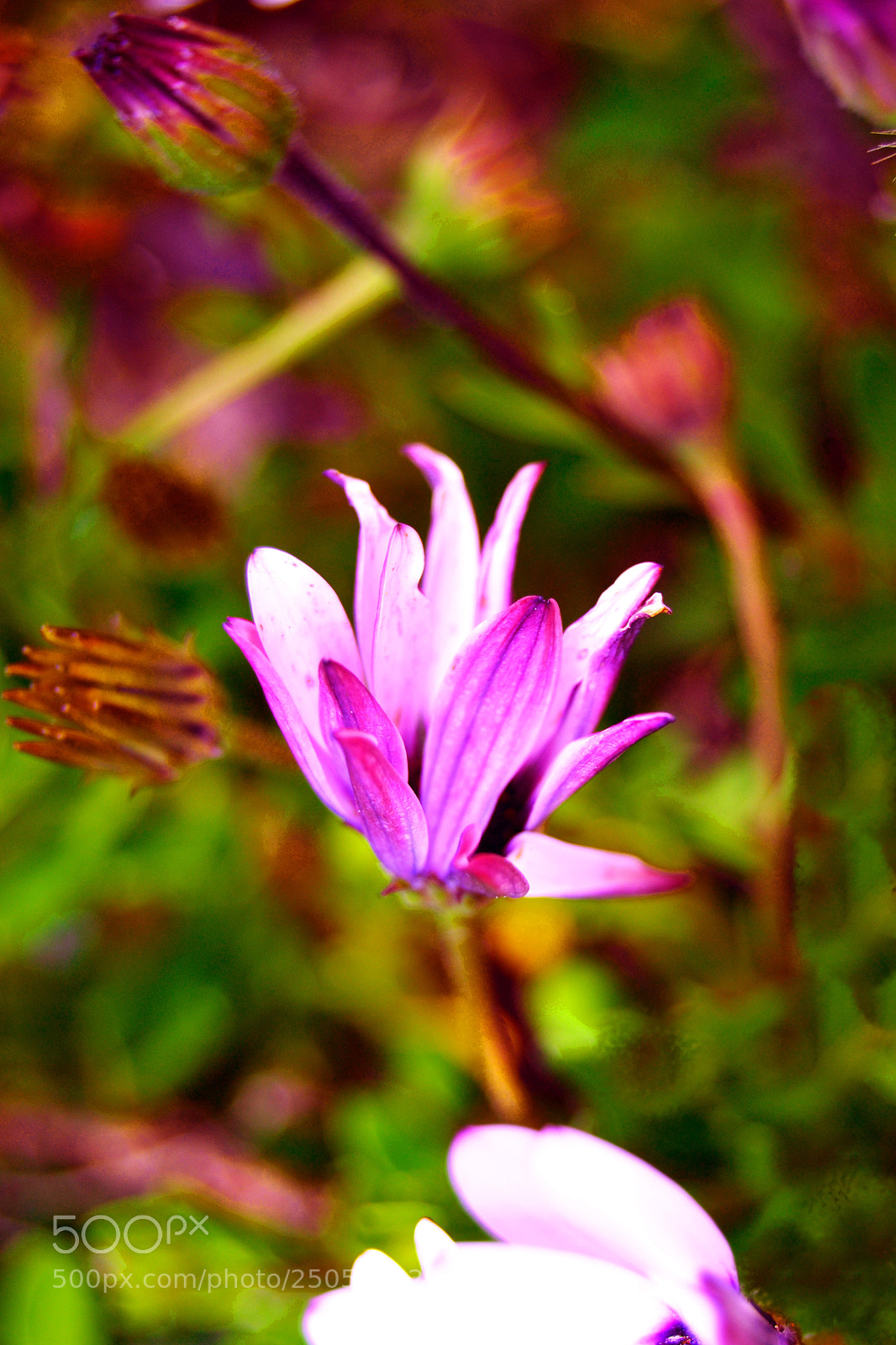 Nikon D3100 sample photo. Flor photography