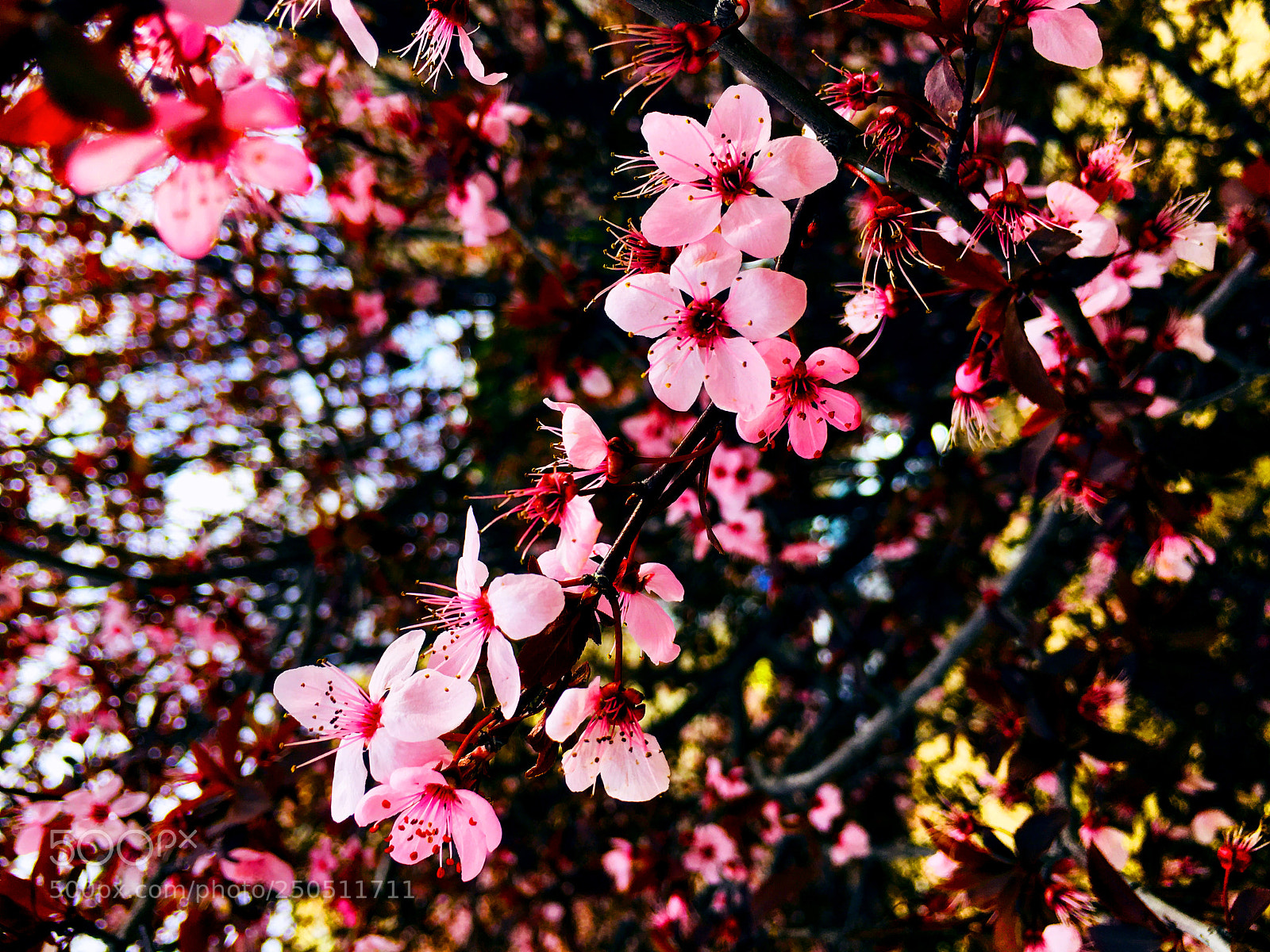 Apple iPhone 6s Plus sample photo. Primavera photography